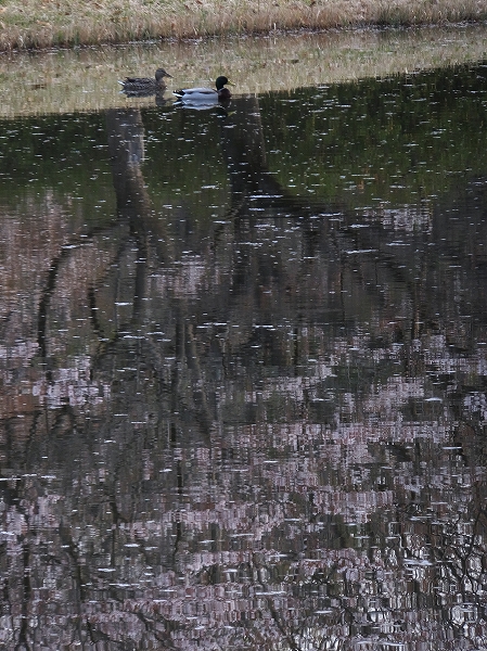 2014.4．9　マガモ、池に映る桜の上で。