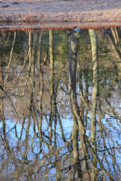 2014.3．15　雑木林の映る池でマガモ。